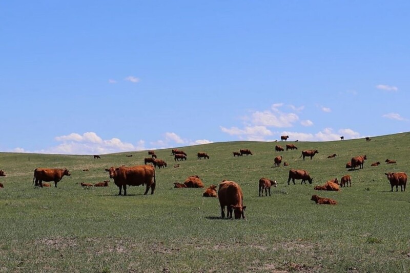 Resist the temptation to turn cattle out before grass is ready.