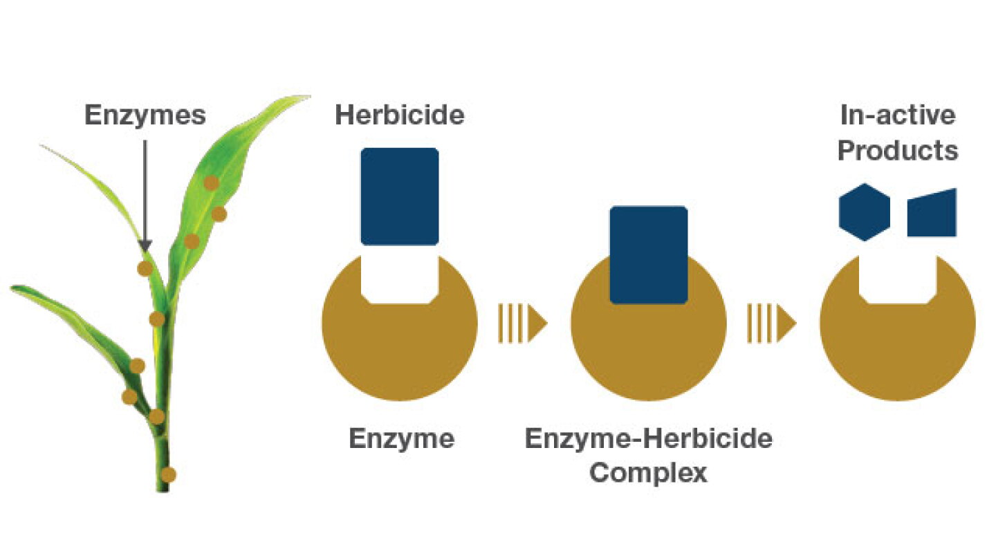 Metasafe The (Un)Hidden Risks of Corn Crop Injury - AgWeb