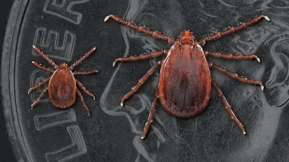 Longhorned tick