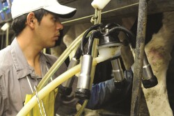 dairy worker 