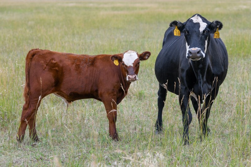 Cow with Calf - PC: Troy Walz