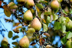 pears.png