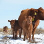 BT_Cow_Calves_Snow_Red_Angus