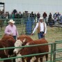 BQA cattle handling