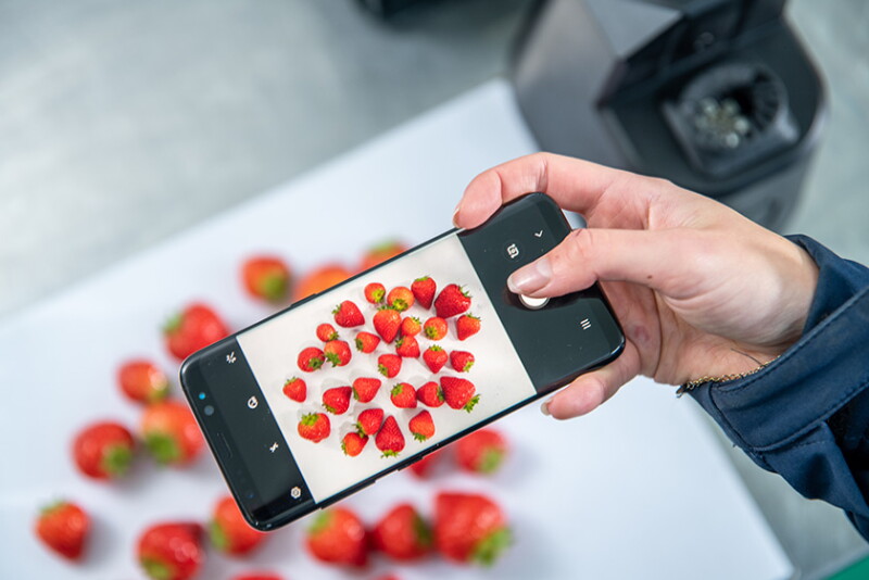 Hand holding a smartphone to take a photo of strawberries