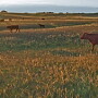 grasslands140423