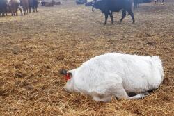 dead steer.jpg