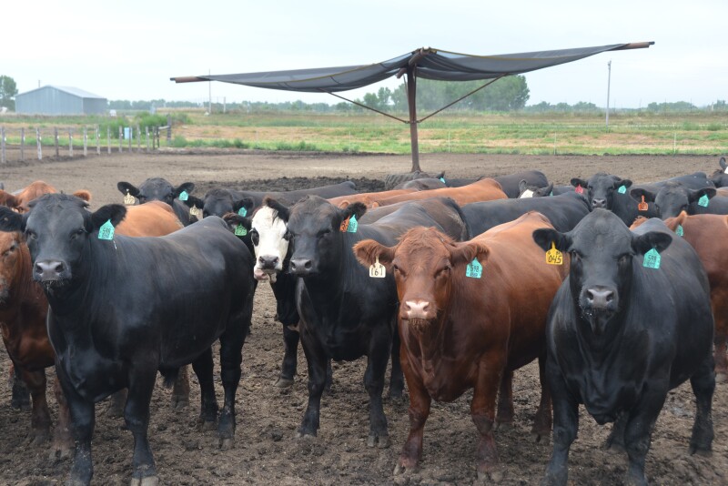 Backlogs of cattle will be present for several weeks
