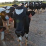 Heifers need to be 85% of mature body weight after calving.