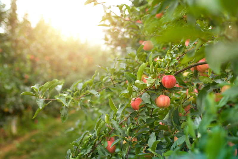 Apple orchard