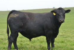 BT_Kentucky_Angus_Bull