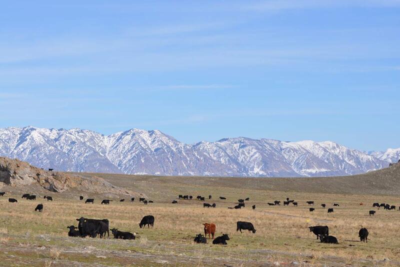 JY Ferry & Sons, Corinne, Utah 