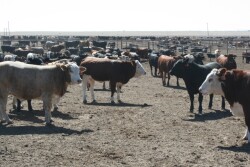 Feedlot_Cattle