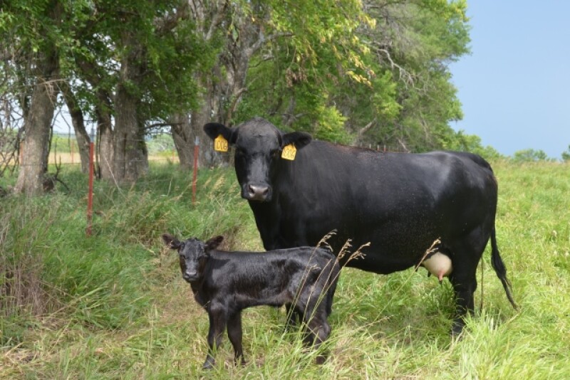 BT_Cow_Calf