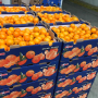 Dandy brand clementines from Chile.