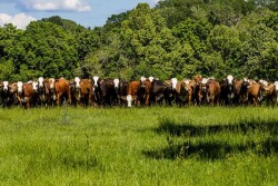 Seven D Ranch, Texas