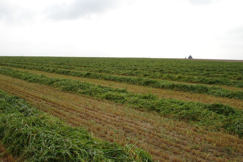 Windrow grazing, sometimes called swath grazing, is a management practice that can significantly reduce harvesting and feeding costs. 