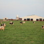 Fresh air is important to cow comfort.