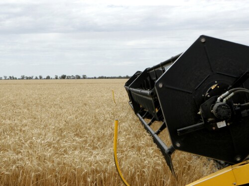 Australia_Wheat_Harvest