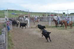BT_Stocker_Cattle_Pens_Cowboys