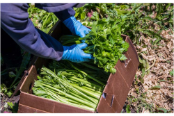 Sambrailo celery.png