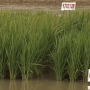 Rice varieties