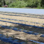 Organic summertime vegetable transplants begin to sprout at Jersey Legacy Farms, Cedarville, N.J.