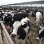 BT_Holstein_Steers_Feedlot