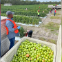 Workers harvest tomatoes for West Coast Tomatoes, Palmetto, Fla.