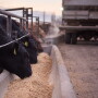 Agri Beef cattle feeding