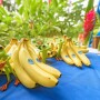 Chiquita bananas on table