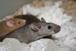 Animals – from mice to monkeys – continue to play a crucial role in both basic and applied research.