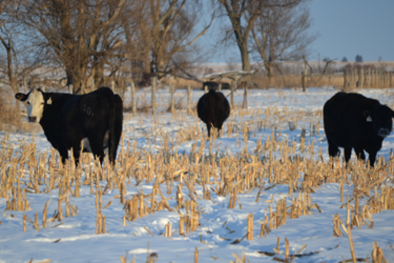 Snow_Cows_Grazing_Corn_Stalks