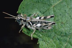 Melanoplus devastator grasshopper.