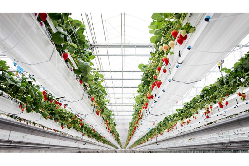 Del Fresco greenhouse