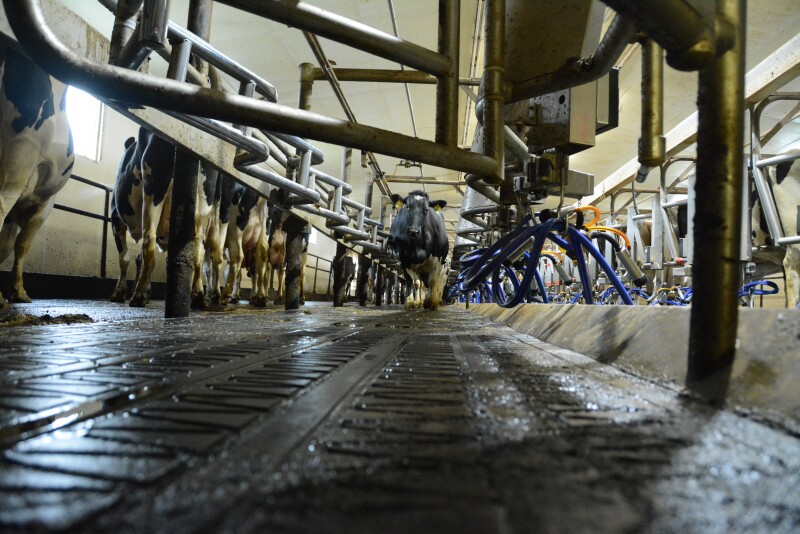 Create a stress free milking environment where cows feel comfortable entering the parlor.
