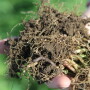 American Farmland Trust_2.jpg