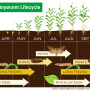 This is the lifecycle for true armyworm. The timing is specific to Indiana, but it can be used to estimate approximately when you might see the pest in your fields.