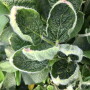 Cupped leaves are a common symptom of potential dicamba damage.