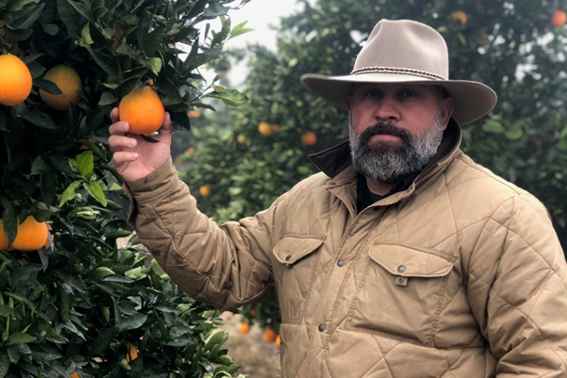 A man in a light tan stetson hat and tan jacket reaches out to grab a navel orange on a tree branch.