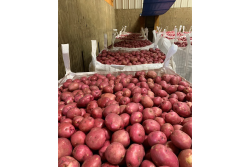 nc potatoes