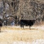 Cows