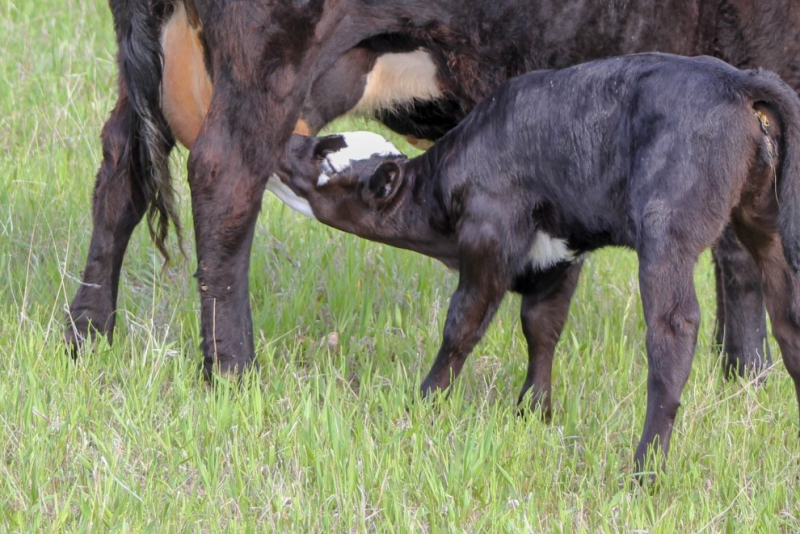 Suckling calf