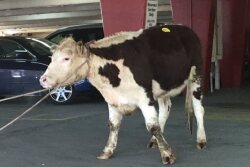 NYC_Cow