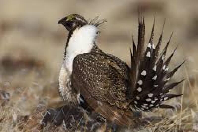 Sage-grouse