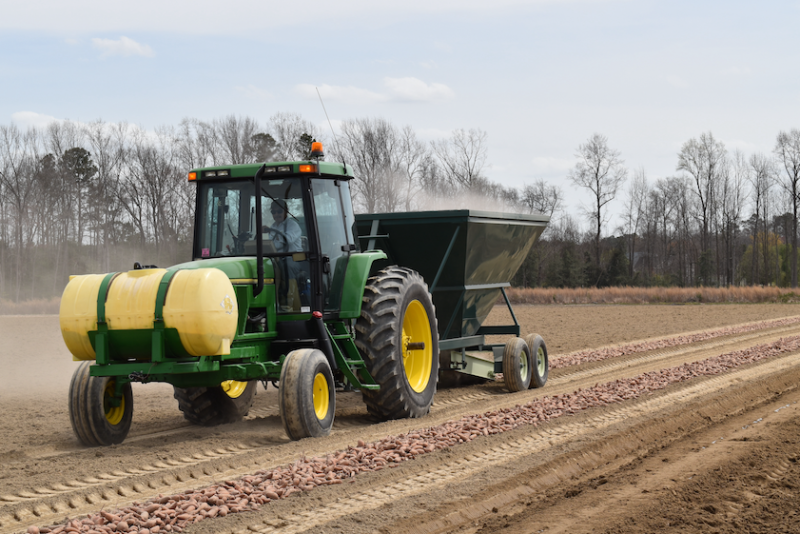 Nash Produce, Nashville, North Carolina, has sweet potato growers all around that region.