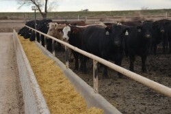 BT_Feedlot_Cattle_Bunk