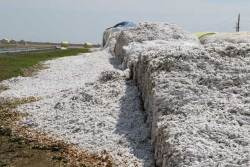 Cotton Modules Destroyed by Hurricane Harvey