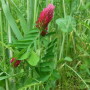 cover_crops_ben_potter