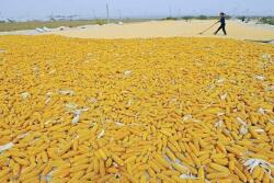China_Corn